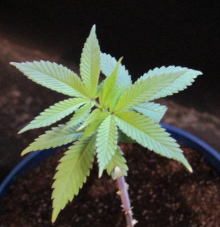 Teufels Plätzchen ! USA Genetics 2026. Week 3
