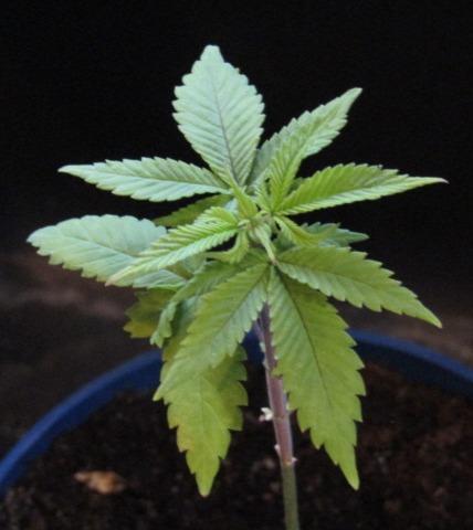 Teufels Plätzchen ! USA Genetics 2026. Week 3