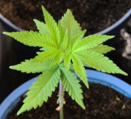 Teufels Plätzchen ! USA Genetics 2026. Week 3