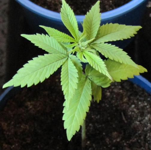 Teufels Plätzchen ! USA Genetics 2026. Week 3