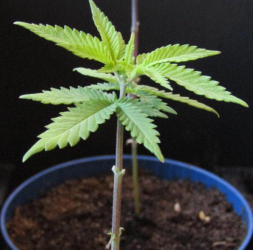 Teufels Plätzchen ! USA Genetics 2026. Week 3