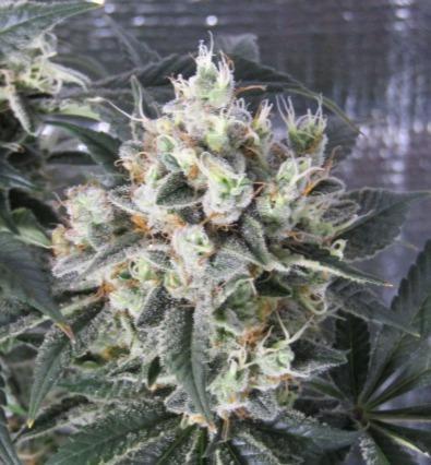 Eternity Grow Cup 2026. Week 15