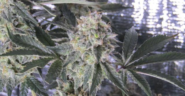 Eternity Grow Cup 2026. Week 15