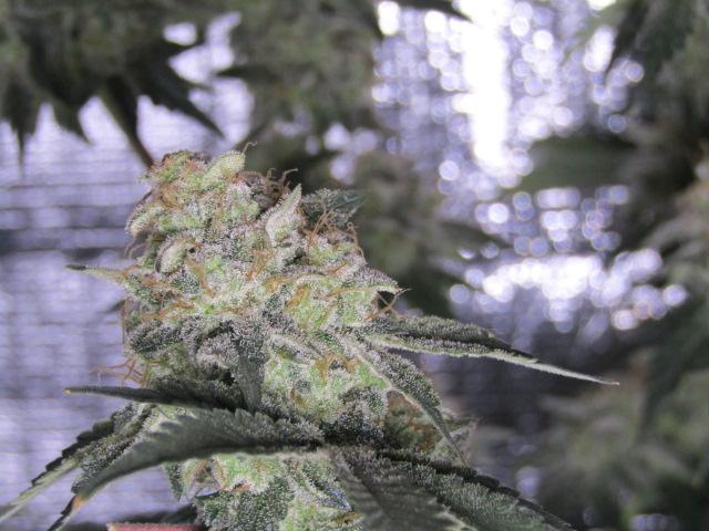 Eternity Grow Cup 2026. Week 15