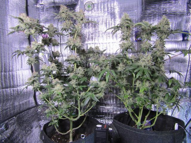 Eternity Grow Cup 2026. Week 15