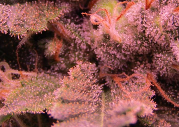 Eternity Grow Cup 2026. Week 15