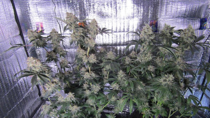 Eternity Grow Cup 2026. Week 15