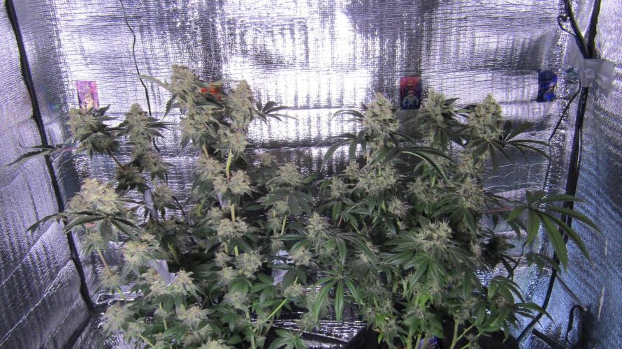 Eternity Grow Cup 2026. Week 15