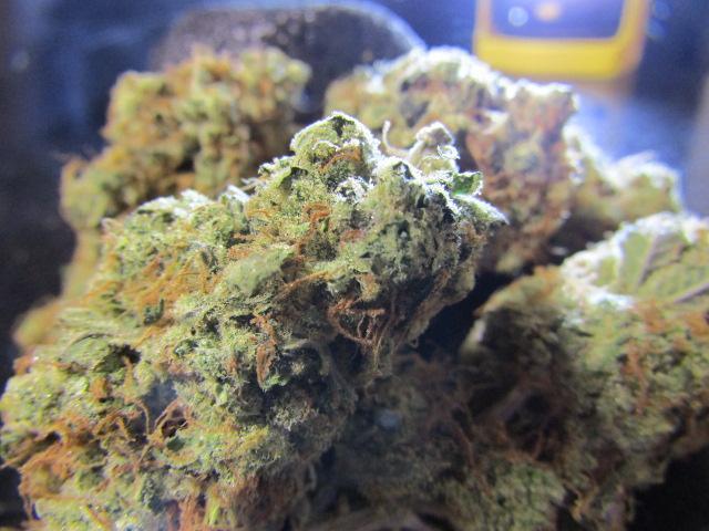 Crackers von Super Strains. Week 18