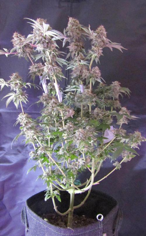 Eternity Grow Cup 2026. Week 16