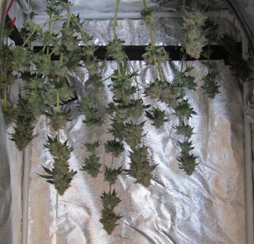 Eternity Grow Cup 2026. Week 16