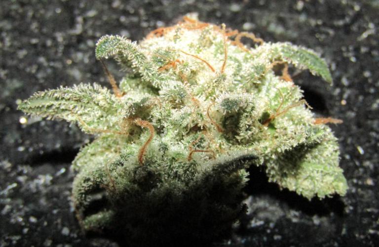 Eternity Grow Cup 2026. Week 16