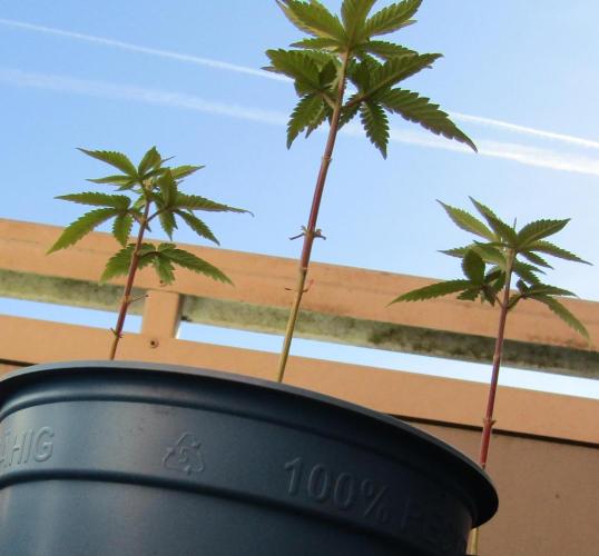 Teufels Plätzchen ! USA Genetics 2026. Week 4