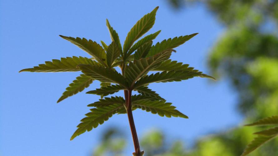 Teufels Plätzchen ! USA Genetics 2026. Week 4