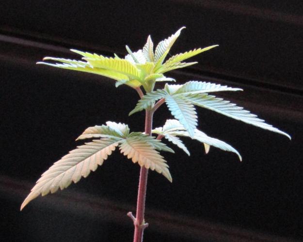 Teufels Plätzchen ! USA Genetics 2026. Week 4