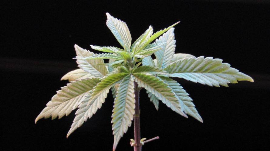 Teufels Plätzchen ! USA Genetics 2026. Week 4