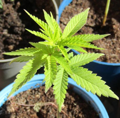 Teufels Plätzchen ! USA Genetics 2026. Week 4