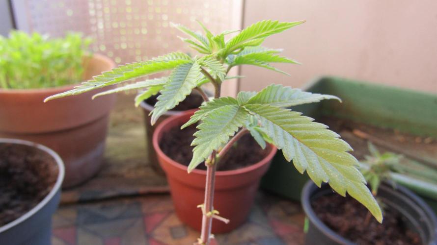 Teufels Plätzchen ! USA Genetics 2026. Week 4