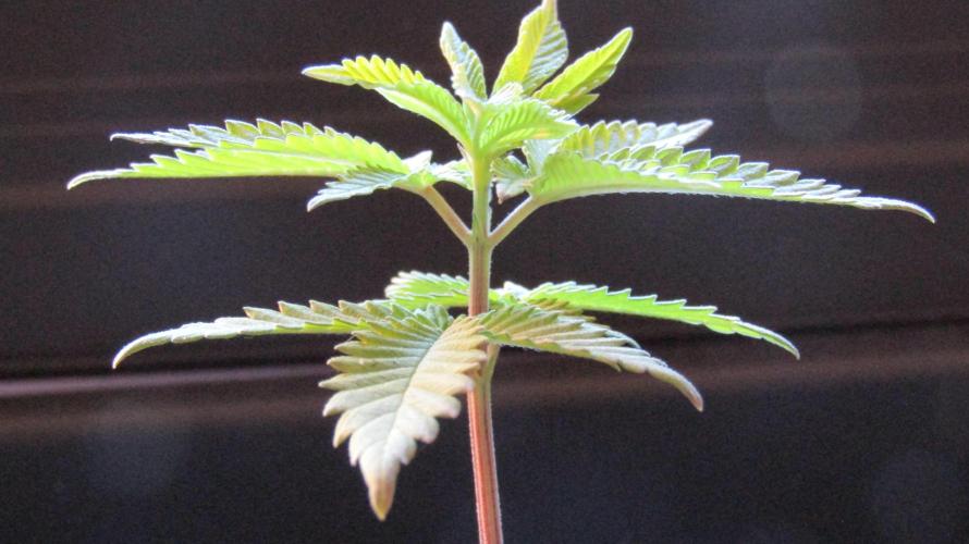 Teufels Plätzchen ! USA Genetics 2026. Week 4