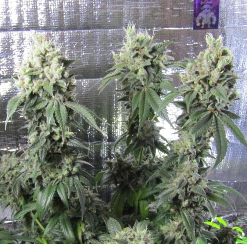 Eternity Grow Cup 2026. Week 16