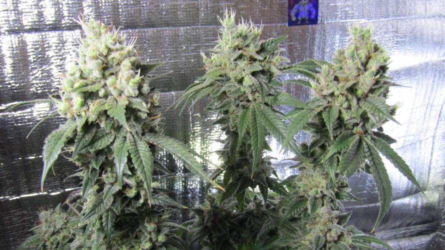 Eternity Grow Cup 2026. Week 16