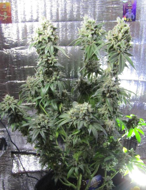 Eternity Grow Cup 2026. Week 16