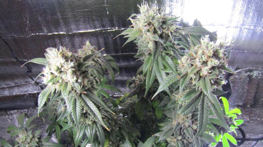 Eternity Grow Cup 2026. Week 16