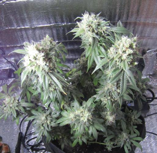 Eternity Grow Cup 2026. Week 16