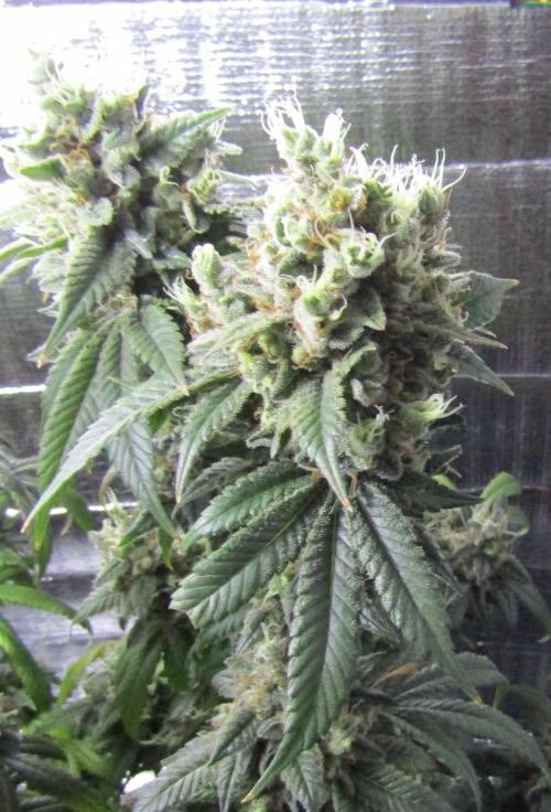 Eternity Grow Cup 2026. Week 16