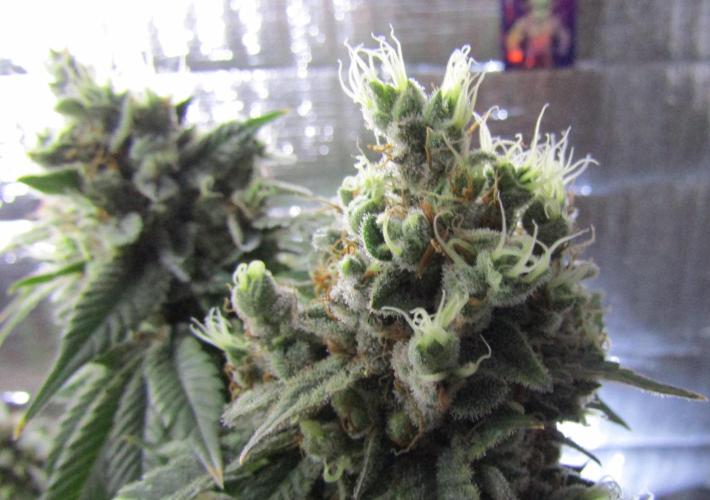 Eternity Grow Cup 2026. Week 16