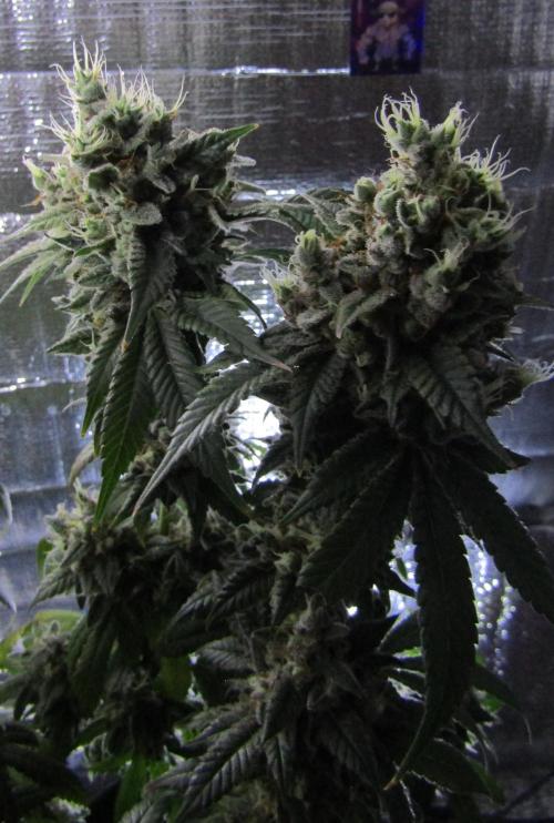 Eternity Grow Cup 2026. Week 16