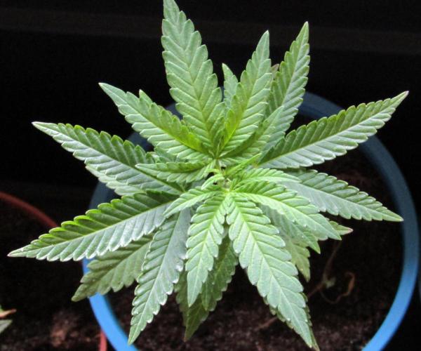 Teufels Plätzchen ! USA Genetics 2026. Week 5