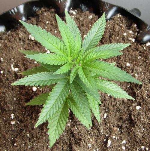 Teufels Plätzchen ! USA Genetics 2026. Week 5