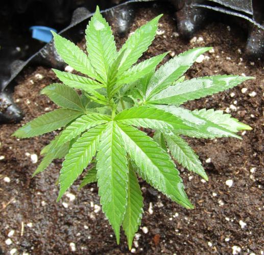 Teufels Plätzchen ! USA Genetics 2026. Week 5