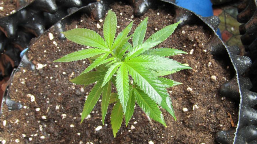 Teufels Plätzchen ! USA Genetics 2026. Week 5