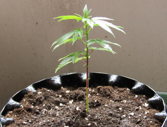 Teufels Plätzchen ! USA Genetics 2026. Week 5