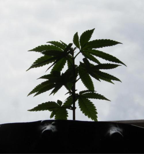 Teufels Plätzchen ! USA Genetics 2026. Week 5