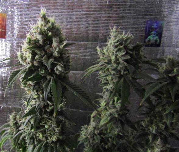 Eternity Grow Cup 2026. Week 17