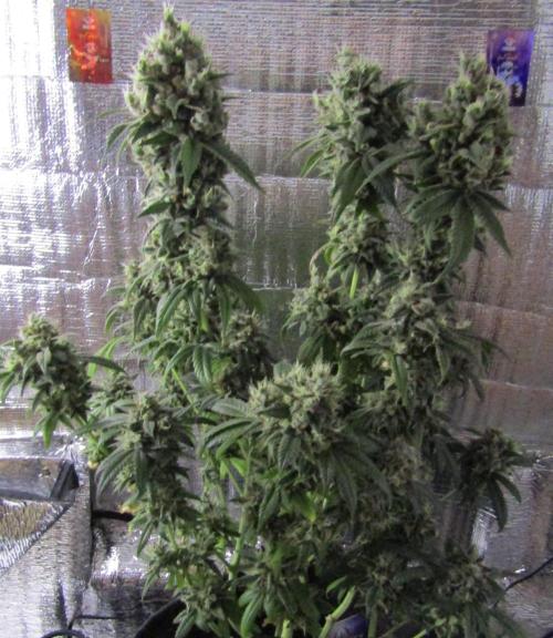 Eternity Grow Cup 2026. Week 17