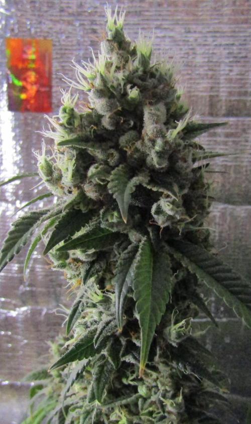 Eternity Grow Cup 2026. Week 17