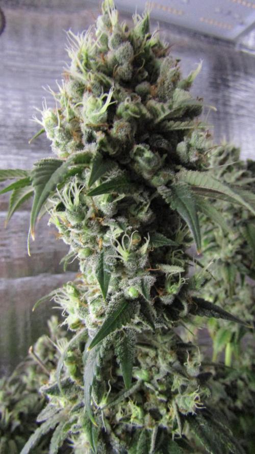 Eternity Grow Cup 2026. Week 17
