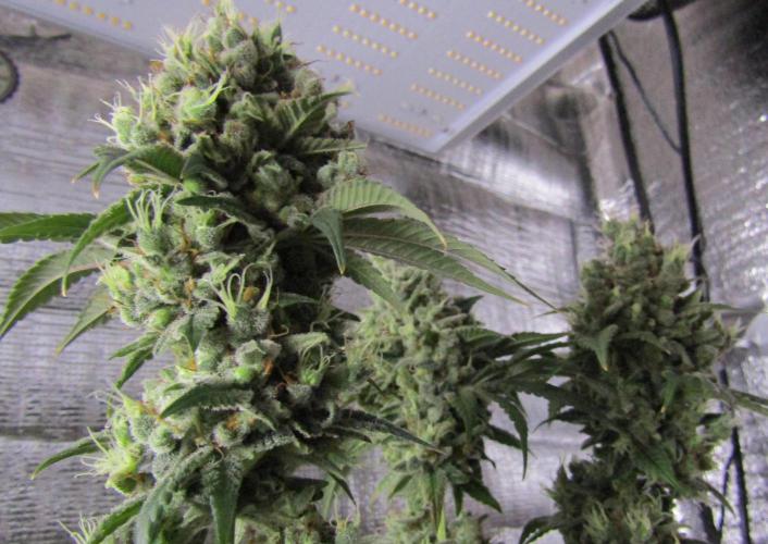 Eternity Grow Cup 2026. Week 17