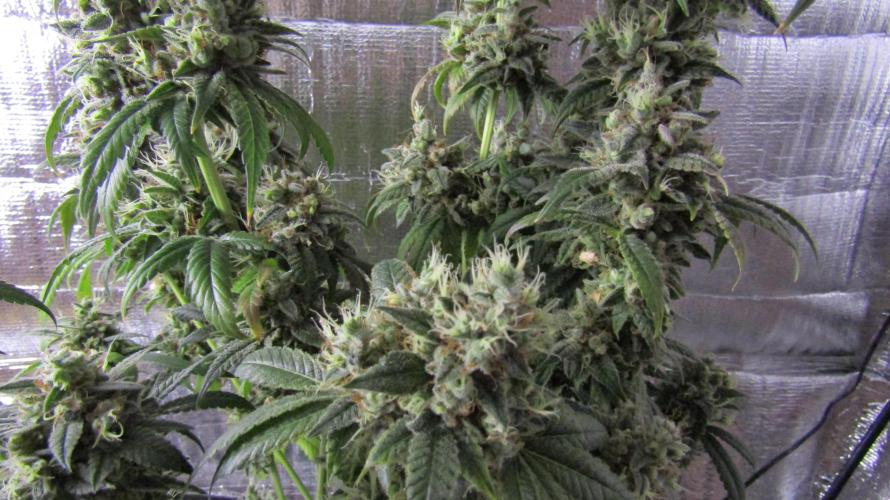 Eternity Grow Cup 2026. Week 17