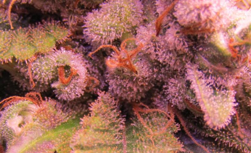 Eternity Grow Cup 2026. Week 17