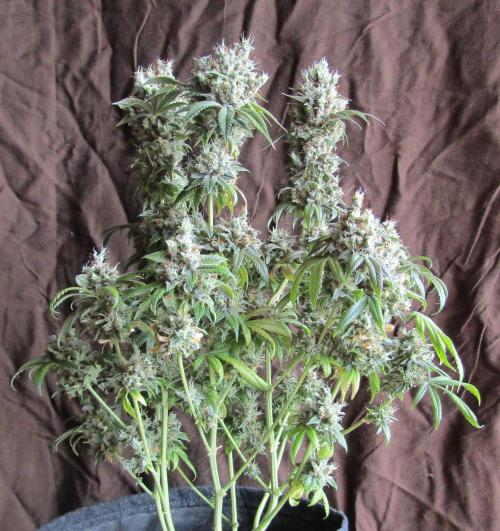 Eternity Grow Cup 2026. Week 18