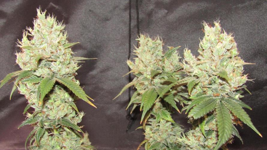Eternity Grow Cup 2026. Week 18