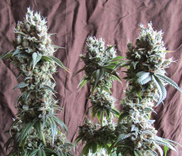 Eternity Grow Cup 2026. Week 18