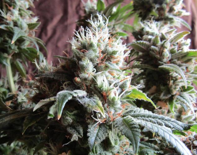 Eternity Grow Cup 2026. Week 18