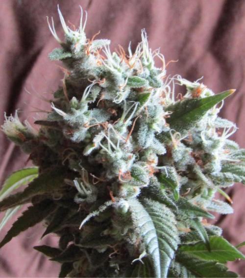 Eternity Grow Cup 2026. Week 18