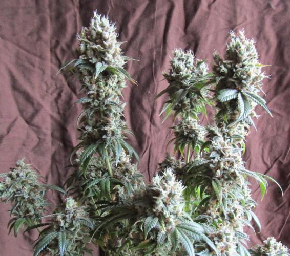 Eternity Grow Cup 2026. Week 18